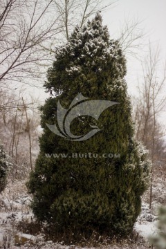 雪后柏树