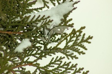 雪压松枝