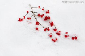 冬雪