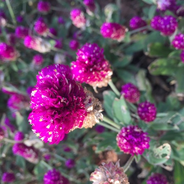 紫色花卉摄影