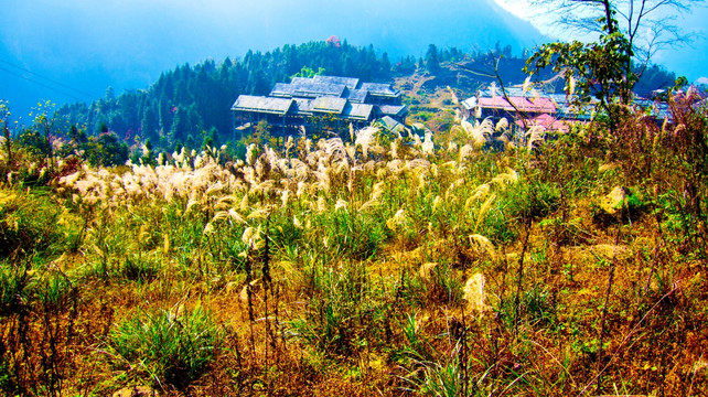 芦苇 山居