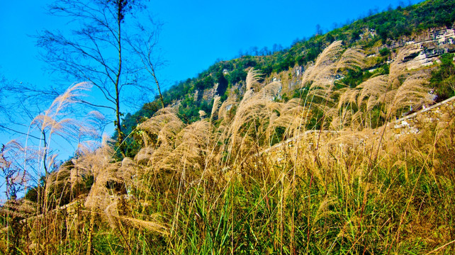 芦苇 山野