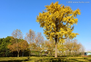 上海世纪公园的银杏树