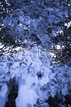 大雪压青松