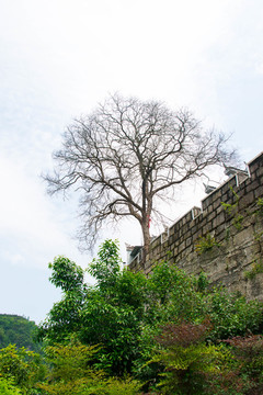 镇远古城城墙古树