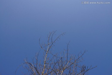 树枝
