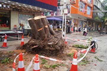 台风刮倒树木