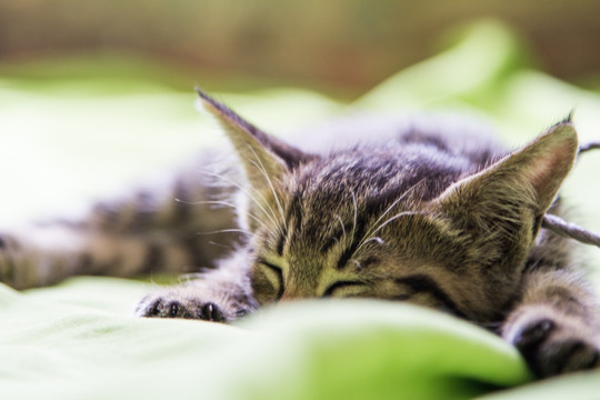 趴着的小花猫