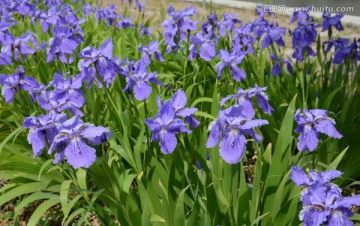 鸢尾花