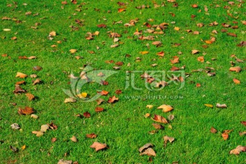 落满秋叶的草地