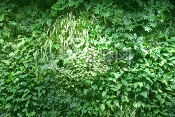 植物墙 绿色背景