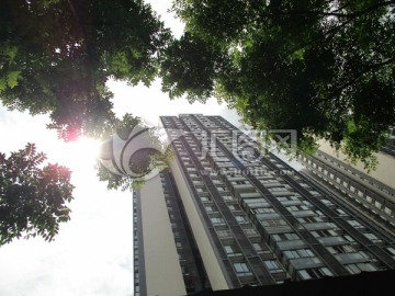 树荫阳光和高楼 住宅楼摄影