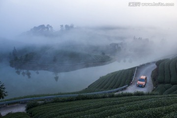 茶园晨韵