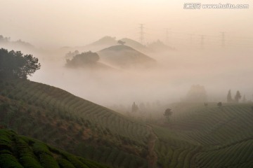 茶山风光