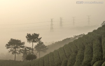 茶山之晨