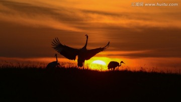 仙鹤起舞