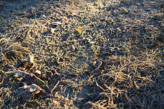 霜降草地 下霜 节气 自然