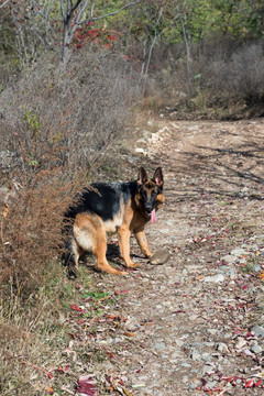 上山的狗 德国牧羊犬 大型犬