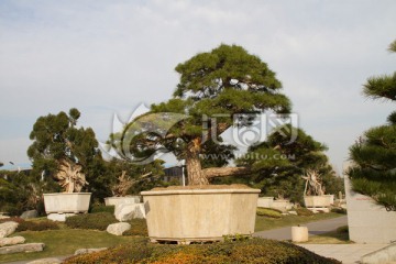 黑松 盆景 中国唐苑