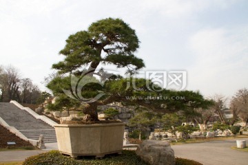 黑松 盆景 中国唐苑