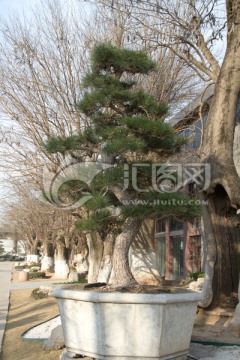 黑松 大型盆景 中国唐苑