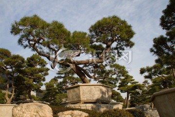 黑松 大型盆景 中国唐苑