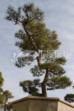 黑松 大型盆景 中国唐苑