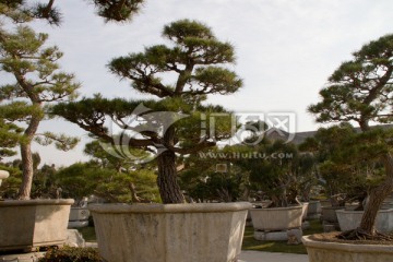 黑松 大型盆景 中国唐苑