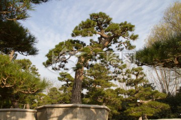 黑松 大型盆景 中国唐苑