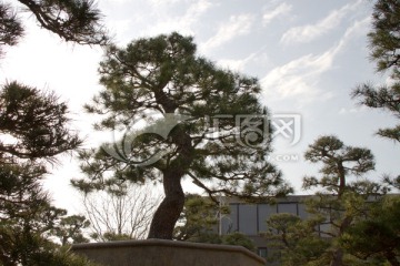 黑松 大型盆景 中国唐苑