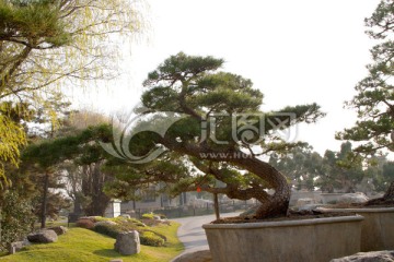 黑松 大型盆景 中国唐苑