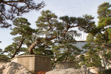 黑松 大型盆景 中国唐苑