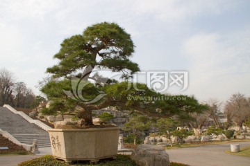 黑松 大型盆景