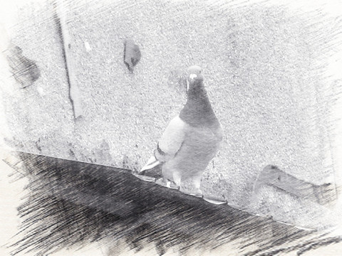 写生素描 墙壁上的一只鸟