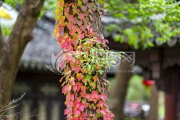 韩湘水博园长满植物