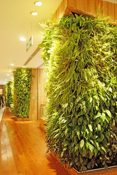 商场内景 植物墙 植物造型