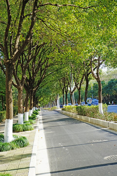 马路边的树 街道绿化
