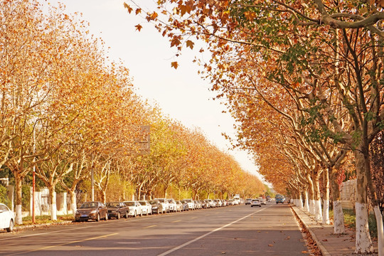 秋天的梧桐树 秋天的马路