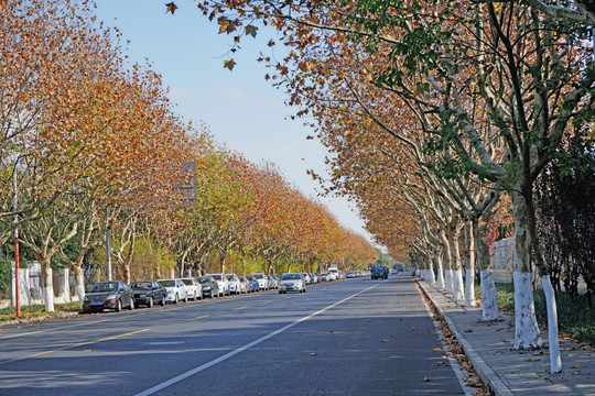 红色的梧桐树叶 秋天的街道