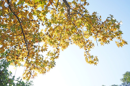 枫叶素材 阳光树叶 秋天景色