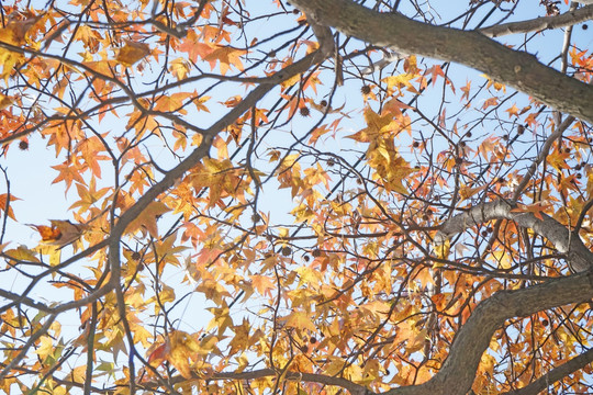 枫叶背景素材 秋天的树叶