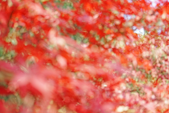 红色枫叶高清 红枫背景
