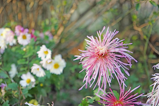 菊花高清 秋菊 雏菊