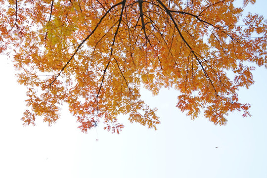 槭树叶 秋天素材高清