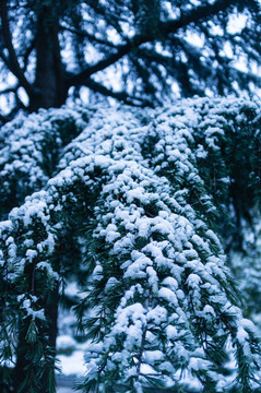 松树 积雪