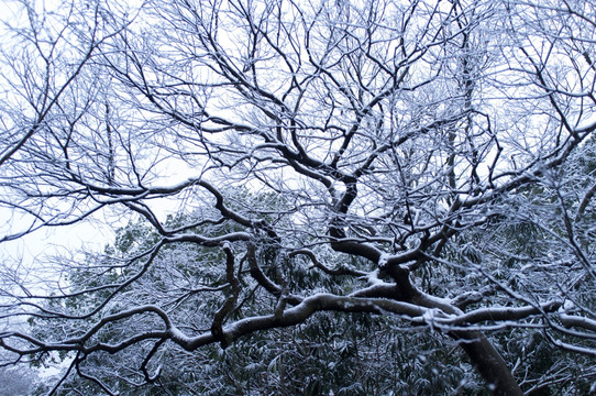 树枝 雪景