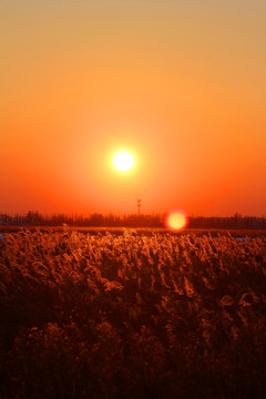 芦苇 日落 黄昏 湿地 生态