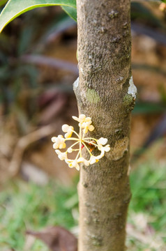 桂花
