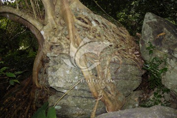 海南三亚呀诺达热带雨林榕树根