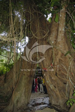 海南三亚呀诺达热带雨林榕树